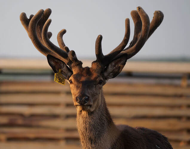 Оленья ферма