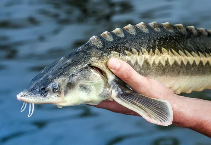 Осетровая ферма