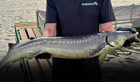 Осетровая ферма