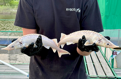 Осетровая ферма