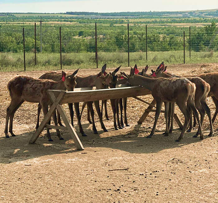 Оленья ферма