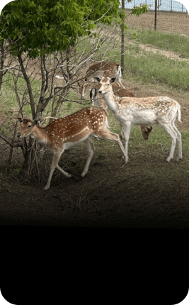 Оленья ферма