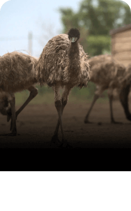 Оленья ферма