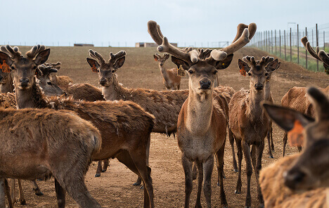 Оленья ферма