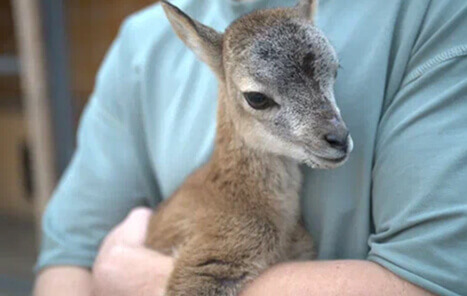 Оленья ферма