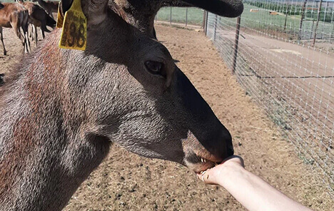 Оленья ферма